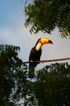 Tukan in den Feuchtgebieten des Pantanal in Brasilien