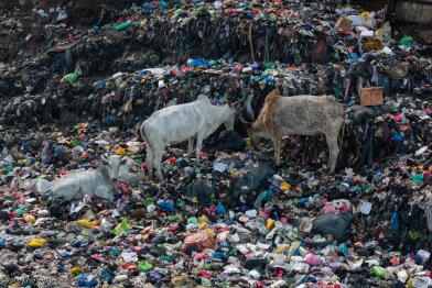 Müllhalde mit Kühen in Ghana