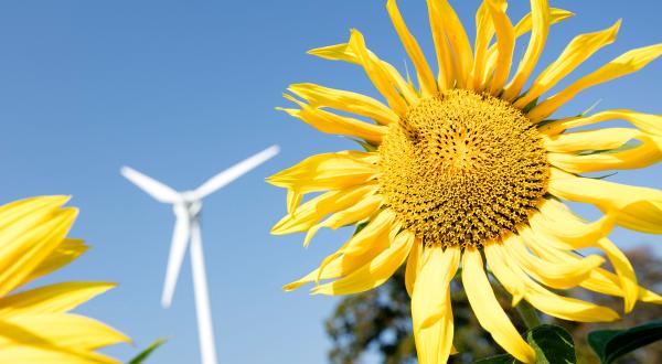 Sonnenblume und Windmühle in der Nähe von Wismar in Brandenburg.