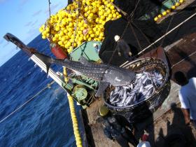 Whale Shark on Board a Purse Seiner in the Pacific Ocean