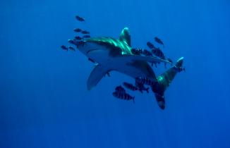Oceanic Whitetip Shark in Egypt
