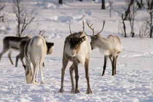 Herd of Reindeer in Ancient Forest, Northern Lapland