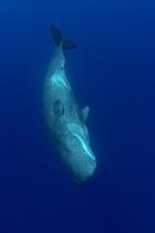 Sperm Whale Diving off the Azores