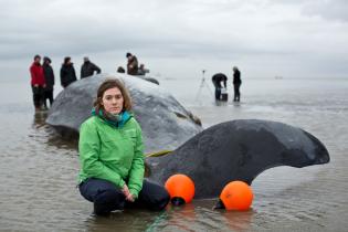 Dead Sperm Whale Stranded on Beach of Cuxhaven