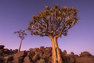 Trockene Landschaft mit Felsen und Bäumen in Namibia