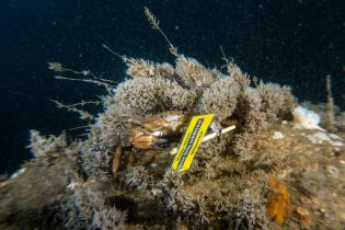 Dives in the North Sea off Borkum