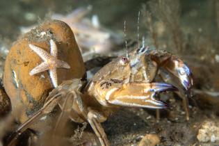 Dives in the North Sea off Borkum