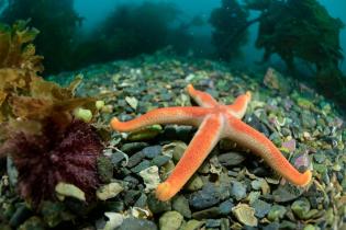 Seastar (Henricia) in the Arctic