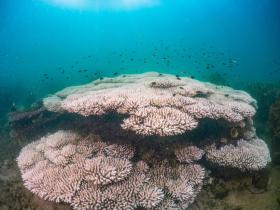 Coral Bleaching at Magnetic Island in the Great Barrier Reef