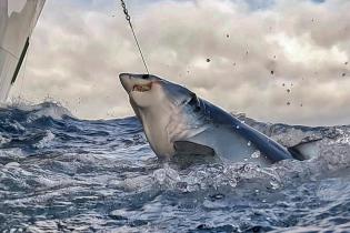 Aktive befreien einen Hai im Nordatlantik