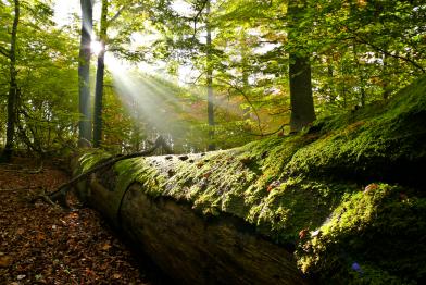 Beech Forests in the Spessart Mountains