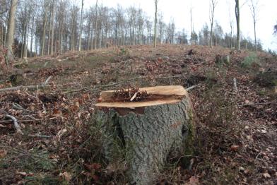 Beech Forests Clearcutting Spessart Mountains