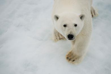 Polar Eisbär in der Arktis