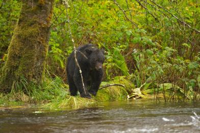 Schwarzbär im Great Bear Regenwald in Kanada