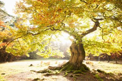 Herbstliche Buche in der Sonne