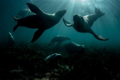 Zwei Seelöwen bei Hopkins Island, Südaustralien