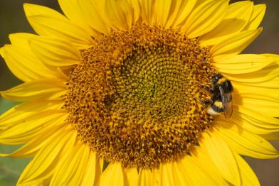 Biene auf der Blüte einer großen Sonnenblume in Deutschland.