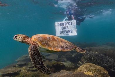 Ein Banner mit der Aufschrift "Schützt unsere Ozeane" wird während der Dokumentationsreise der Greenpeace Rainbow Warrior vor Exmouth, Westaustralien, in der Nähe einer Schildkröte gezeigt.