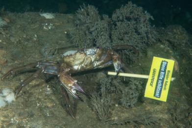 Dives in the North Sea off Borkum