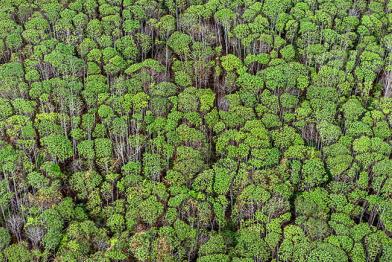 Wald, Kalimantan (Indonesien)