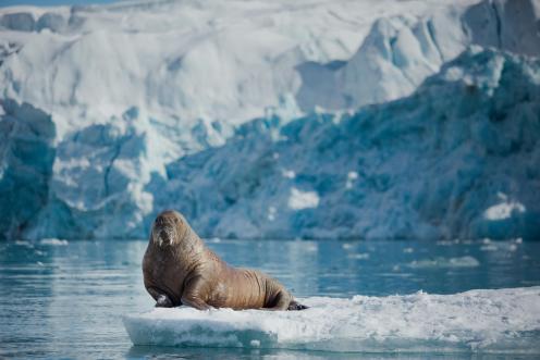 Walrus near Sjettebreen Glacier in Svalbard