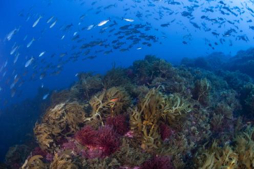 Marine Wildlife at Vema Seamount