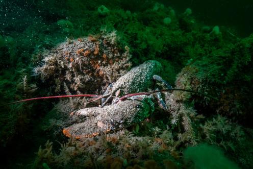 Lobster Seen in Borkum Gas Project Research Dive