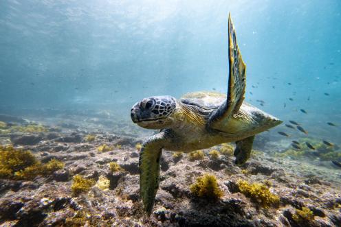 Green Turtle in the Galápagos