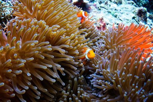 Clownfish in Batu Rufus, Piyanemo, Raja Ampat