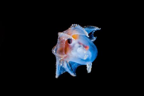 Blackwater Photography - Dumbo Octopus Grimpoteuthis sp.