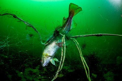 Atlantic cod in North and Baltic Sea Protected Areas