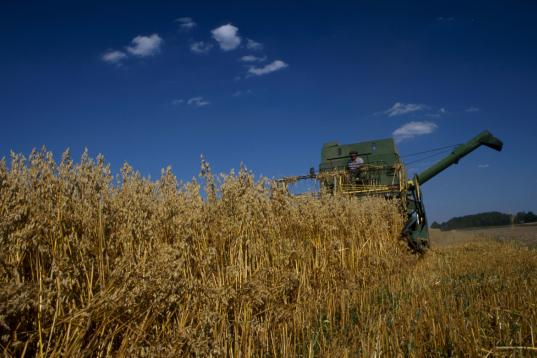 Organic Farming: Oat Harvest