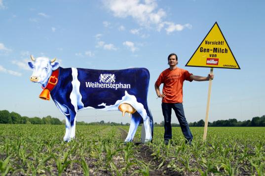 Aktivist mit Schild "Vorsicht Gen-Milch von Müller" und Aufsteller einer Weihenstephan-Kuh auf Gen-Maisfeld.