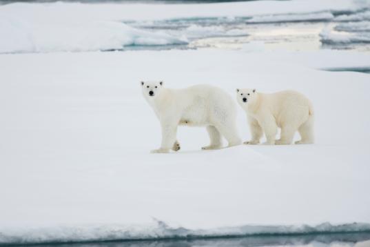 Polar Bears in the Arctic