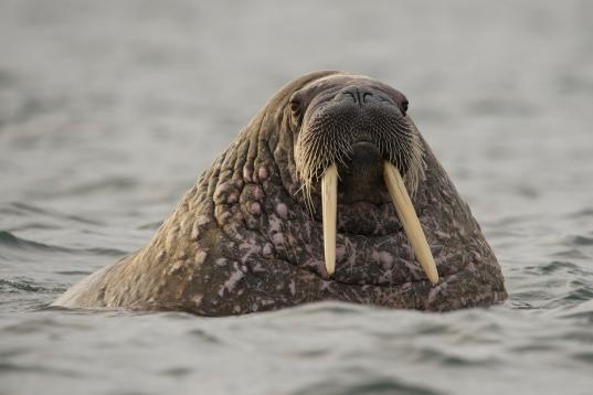 Walrus in the Polar Sea