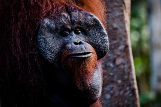 Orangutan at Tanjung Puting National Park