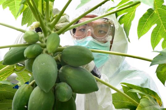 Freiwillige helfen einem Landwirt, auf seiner 100 Quadratmeter großen Farm gentechnisch veränderte Papayas zu beseitigen.