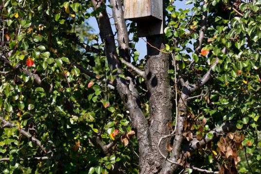 Birdhouse on Ecological Farm in Bulgaria