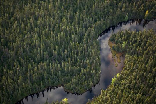 Boreal Forest - Montagnes Blanches, Quebec