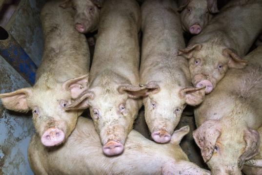 Schweinemast in der Intensivtierhaltung auf Spaltenböden und Viehhaltung in engen Boxen