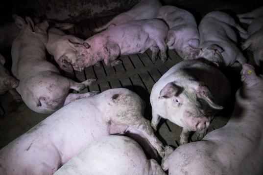 Schweine auf Spaltenboden in einer Box