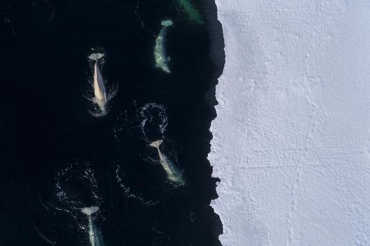 Dronenfoto von Belugawalen an Eiskante