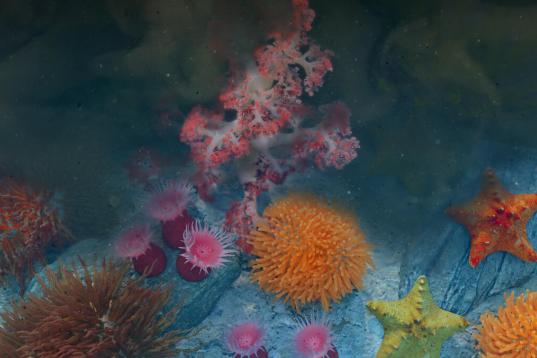 Deep Sea Corals Found in the Arctic - Animation Render