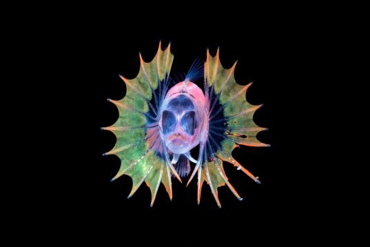 Blackwater Photography - Blenny Larva