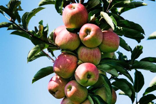 Organic Apple Farmer in Belgium