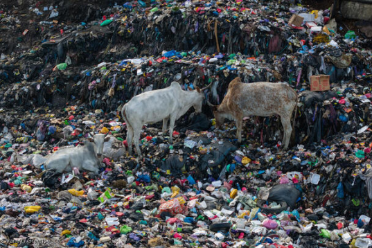 Kühe auf Müllberg in Ghana 