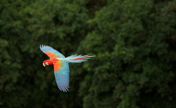 Ara im brasilianischen Regenwald