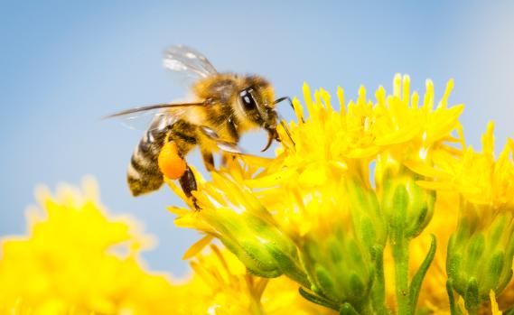 Bienen auf Blüten in Deutschland