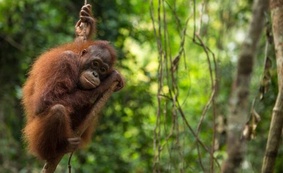 Das vier Jahre alte Orang-Utan-Weibchen Malia hängt an einem Baum in der Borneo Orangutan Survival (BOS) Foundation in Nyaru Menteng, Zentral-Kalimantan.