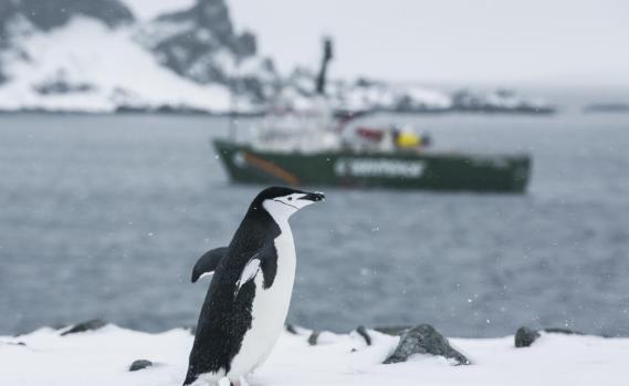 Chinstrap Penguins in the Antarctic